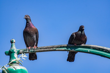 love birds on the sky