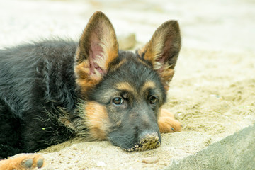 Lo Sguardo di Sam, cucciola di pastore tedesco