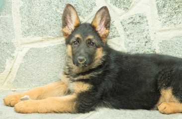 Lo Sguardo di Sam, cucciola di pastore tedesco