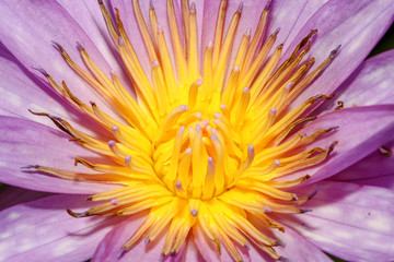 close up lotus flower yellow and purple color is so beautiful