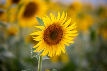 A beautiful sunflower field. Agriculture concept photo.