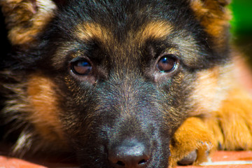 Lo Sguardo di Sam, cucciola di pastore tedesco