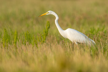 Great Egret at Sunrise