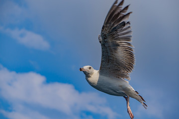 seagull and freedom in the sky