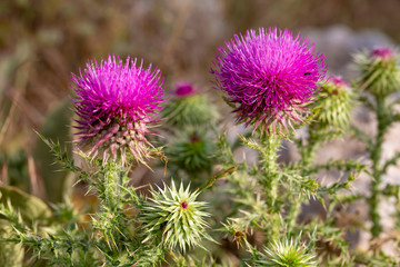 Camel thorns ; Silybum marianum (Milk thistle) wild plant