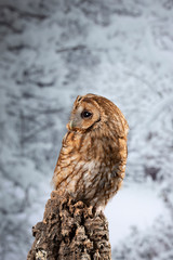 Stunning portrait of Tawny Owl Strix Aluco on Winter snow forest background