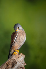 Stunning portrait of Kestrel Falco Tinnunculus in studio setting on mottled green nature background