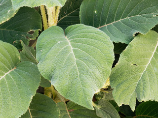 Hortensia ou hydrangea arbustive (Hydrangea aspera sargentiana) aux grandes et longues feuilles velues, duveteuses, vert sombre et texturées
