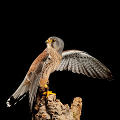 Stunning portait of Kestrel Falco Tinnunculus in studio setting on black background