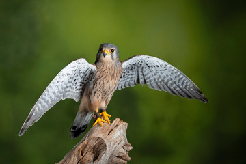 Stunning portrait of Kestrel Falco Tinnunculus in studio setting on mottled green nature background