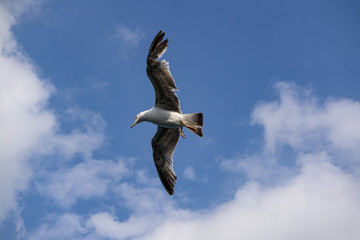 seagull and freedom in the sky