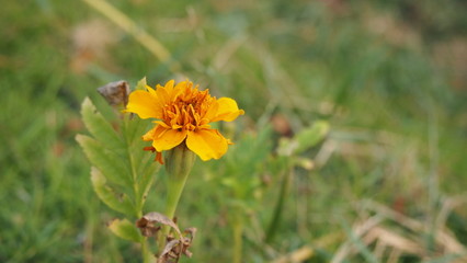 Marigold