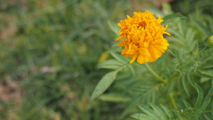 Marigold