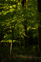 Beautiful Spring landscape image of forest of beech trees with dappled sunlight creating spotlights on the trees in the dense woodland