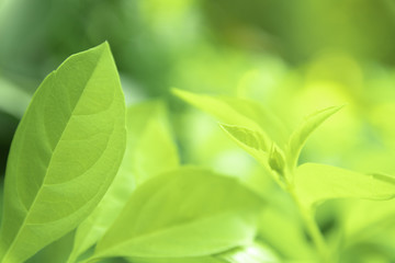 Close up green leaves of view texture green nature blurred background in park, garden or forest. Use to write or copy in empty space on green nature background.