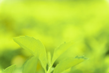 Close up green leaves of view texture green nature blurred background in park, garden or forest. Use to write or copy in empty space on green nature background.