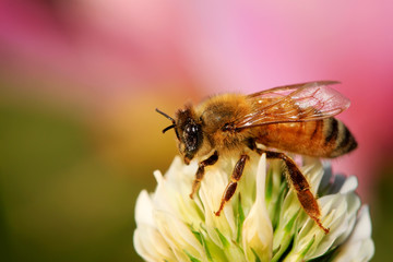 bees on the flowers