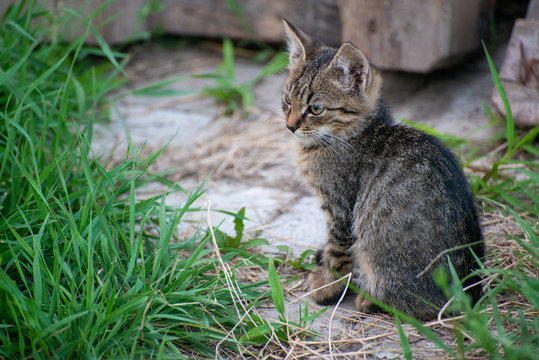 Gray and black kittens play on a good day