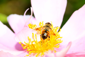 hoverfly on the yellow flowers