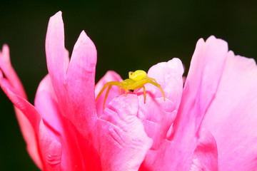 green crab spiders on red flowers