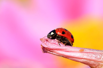 lady beetle eat aphids on the flowers