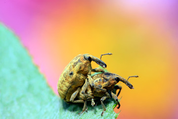 weevils mating on green leaves