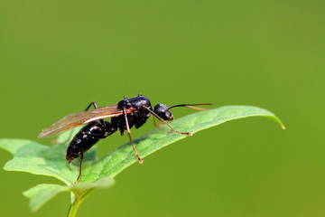 carpenter ant