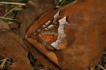 Selenia tetralunaria (HUFNAGEL, 1767) Violettbrauner Mondfleckspanner 25.03.2011 DE, NRW, Hildener Heide