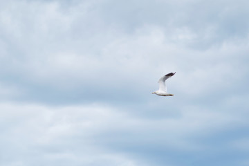 Fototapeta na wymiar White seagull against cloudy sky
