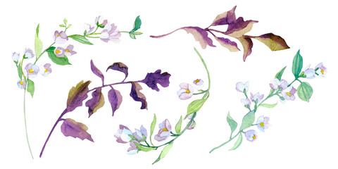 Watercolor illustration with jasmine flowers. 