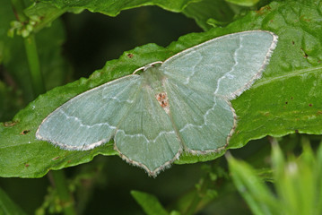 Hemithea aestivaria (HÜBNER, 1789) Gebüsch-Grünspanner 04.06.2011 DE , Traben-Trarbach , MoselSONY DSC