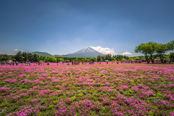 Motosu - May 24, 2019: Mount Fuji seen from the Shiba-Sakura festival, Japan