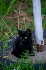 Gray and black kittens play on a good day