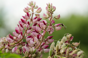 bee pollinates flowers of lupine. creative summer background