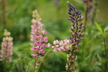 lupine flowers. creative summer background