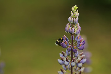 bee pollinates flowers of lupine. creative summer background