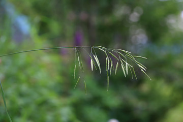 summer background, blade of grass close-up
