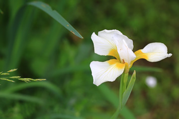 blooming white iris in the summer garden