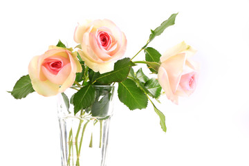 Fototapeta premium Delicate cream rose on a white background. creative minimalistic layout