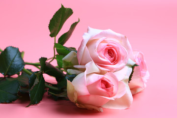 pink rose on a pink background. creative minimalistic layout