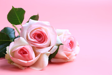 pink rose on a pink background. creative minimalistic layout