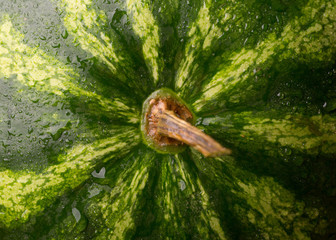 Ripe watermelon close up. Watermelon background. Close up of watermelon stem. Drawing watermelon close-up.