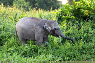Fototapeta premium Borneo pygmy elephants (Elephas maximus borneensis) - Borneo Malaysia Asia