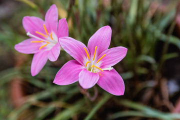 pink flower
