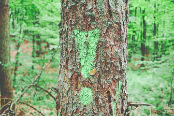 Ausrufezeichen an einem Baum mit Hinweis zum Fällen wegen Parasiten