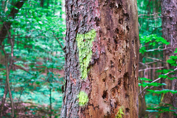 Ausrufezeichen an einem Baum mit Hinweis zum Fällen wegen Parasiten