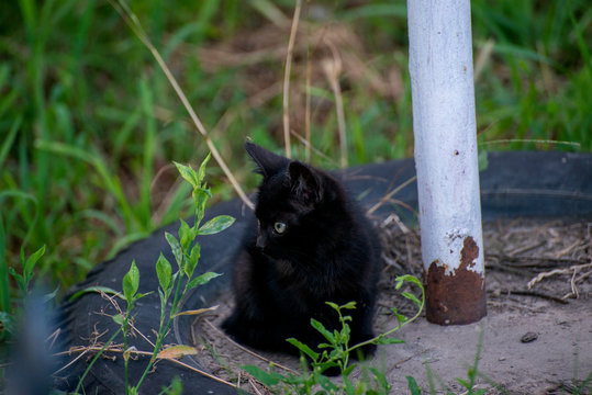 Gray and black kittens play on a good day