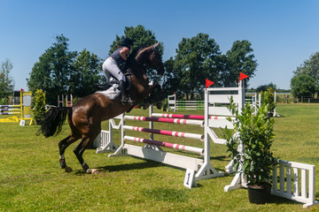 Pferdesport, Springreiten