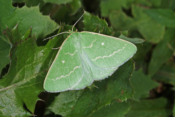 Thetidia smaragdaria (FABRICIUS, 1787) Smaragdspanner 04.06.2011 DE , Traben-Trarbach , MoselSONY DSC