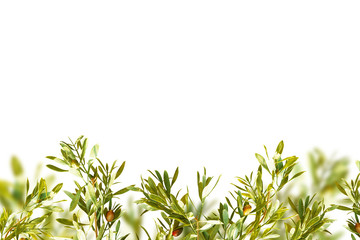 Obraz premium summer frame&banner, summer sale background